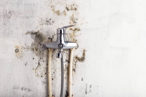 Best Mold Removal and Inspection  in White Center, WA