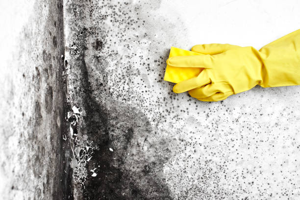 Best Best Mold Removal Companies  in White Center, WA