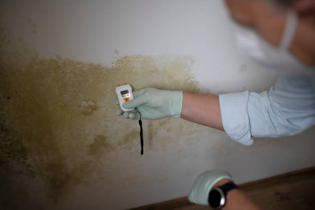 Home Mold Removal in White Center, WA