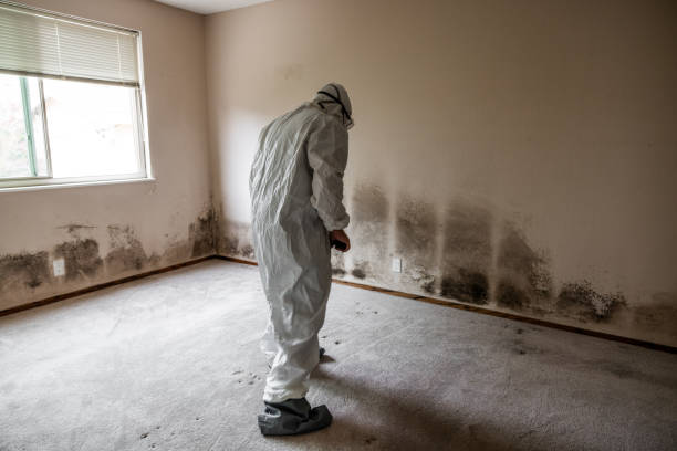 Best Affordable Mold Removal  in White Center, WA