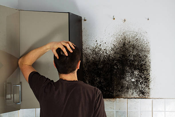 Best Water Damage Restoration  in White Center, WA