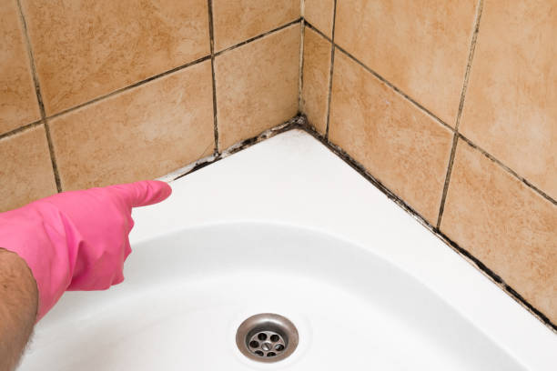 Best Best Mold Removal Companies  in White Center, WA