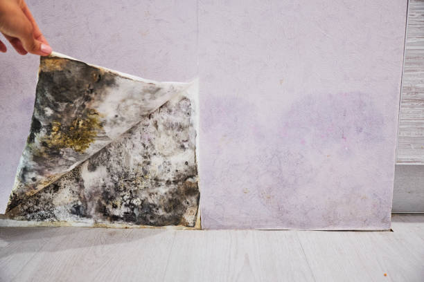 Best Professional Mold Removal  in White Center, WA